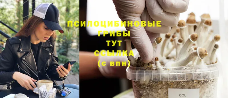 Галлюциногенные грибы Psilocybine cubensis  наркотики  Верхнеуральск 